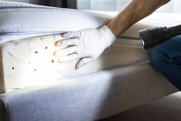 Best Wasp Removal Services  in Palos Heights, IL